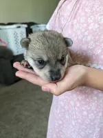Blue Girl , a female Alaskan Klee Kai for sale in Trenton, MO – 4 of 8