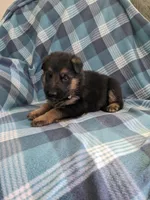 Samson/Black, a male German Shepherd Dog for sale in Trenton, MO – Photo 1 of 4