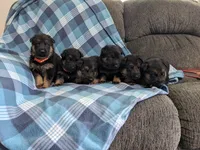 Samson/Black, a male German Shepherd Dog for sale in Trenton, MO – Photo 4 of 4