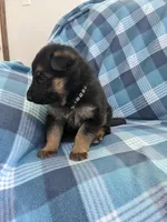 Samson/Black, a male German Shepherd Dog for sale in Trenton, MO – Photo 2 of 4