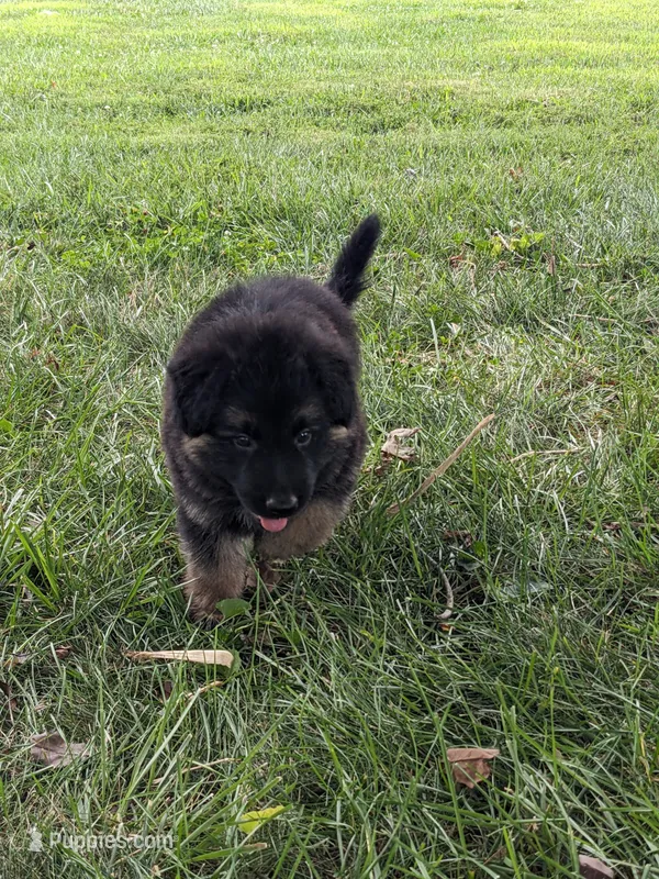 Bella/Gray – German Shepherd Dog puppy for sale in Trenton, MO