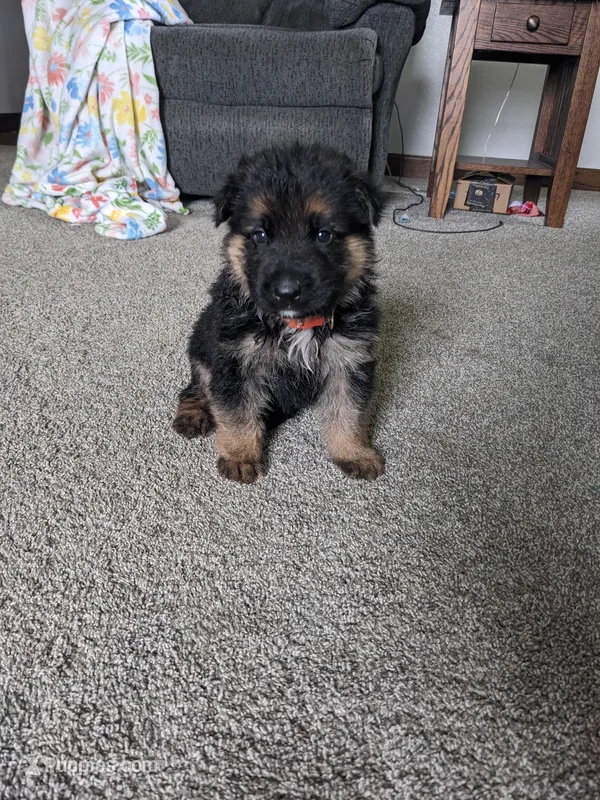Duke/Orange – German Shepherd Dog puppy for sale in Trenton, MO