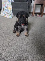 Duke/Orange, a male German Shepherd Dog for sale in Trenton, MO – 1 of 5