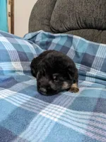 Guy/Black, a male German Shepherd Dog for sale in Trenton, MO – 2 of 4