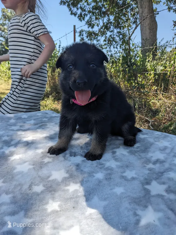 Grace/Pink – German Shepherd Dog puppy for sale in Trenton, MO