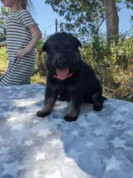 Grace/Pink, a male German Shepherd Dog for sale in Trenton, MO – 1 of 4