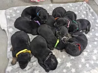 Petunia/red, a female German Shepherd Dog for sale in Trenton, MO – Photo 4 of 4