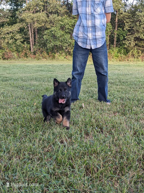 Grace/Pink – German Shepherd Dog puppy for sale in Trenton, MO