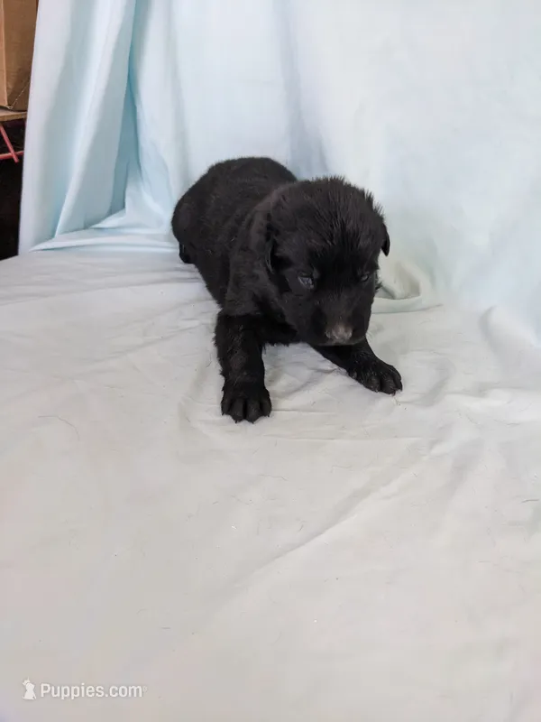 Jasper/Black, a male German Shepherd Dog for sale in Trenton, MO – 1 of 6