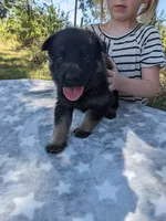 Heidi/Tan, a male German Shepherd Dog for sale in Trenton, MO – 1 of 4