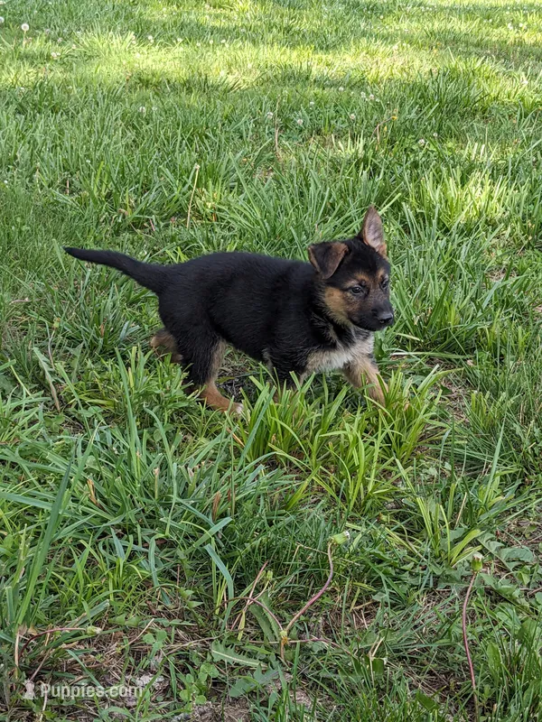 Zeus/Camo – German Shepherd Dog puppy for sale in Trenton, MO