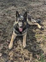 Violet/Purple, a female German Shepherd Dog for sale in Trenton, MO – Photo 5 of 6