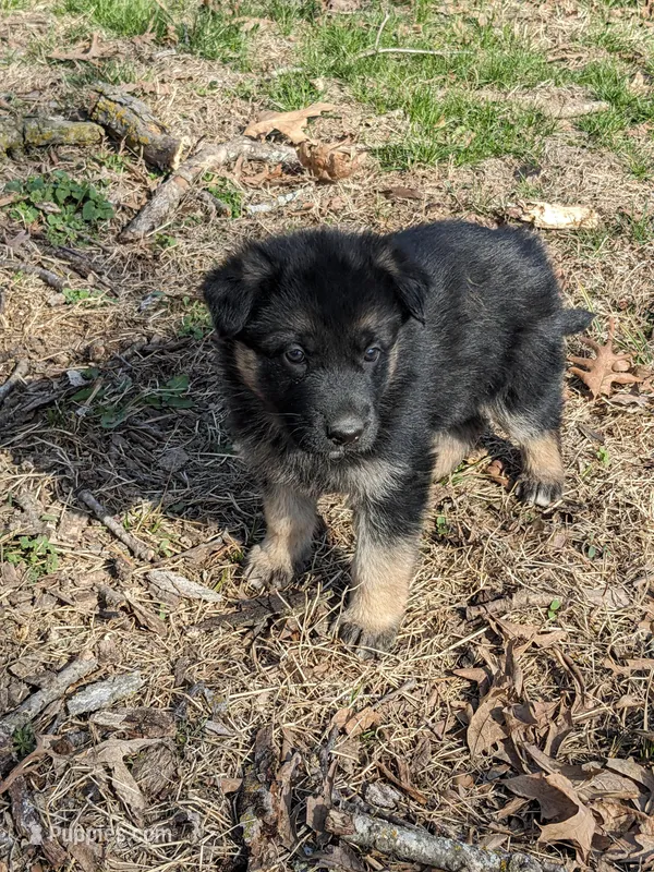 Violet/Purple – German Shepherd Dog puppy for sale in Trenton, MO