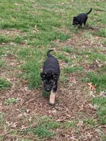 Violet/Purple, a female German Shepherd Dog for sale in Trenton, MO – Photo 2 of 9