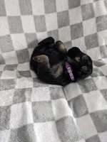 Violet/Purple, a female German Shepherd Dog for sale in Trenton, MO – Photo 2 of 6