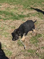 Violet/Purple, a female German Shepherd Dog for sale in Trenton, MO – Photo 5 of 9