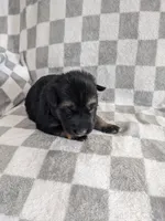 Violet/Purple, a female German Shepherd Dog for sale in Trenton, MO – Photo 3 of 6