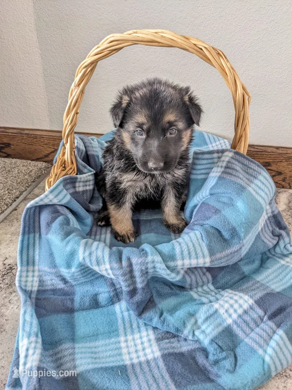 Violet/Purple – German Shepherd Dog puppy for sale in Trenton, MO