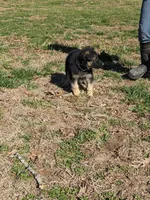 Violet/Purple, a female German Shepherd Dog for sale in Trenton, MO – Photo 4 of 9