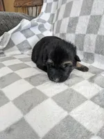 Violet/Purple, a female German Shepherd Dog for sale in Trenton, MO – Photo 1 of 6