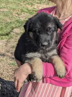 Violet/Purple, a female German Shepherd Dog for sale in Trenton, MO – Photo 7 of 9