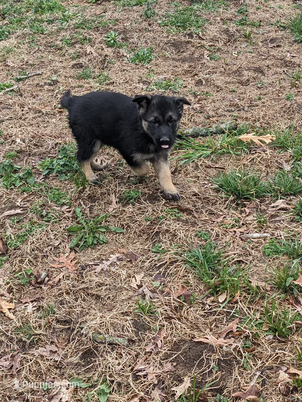 Violet/Purple – German Shepherd Dog puppy for sale in Trenton, MO
