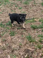 Violet/Purple, a female German Shepherd Dog for sale in Trenton, MO – Photo 1 of 9