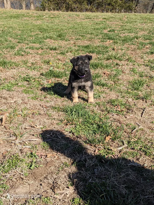 Violet/Purple – German Shepherd Dog puppy for sale in Trenton, MO