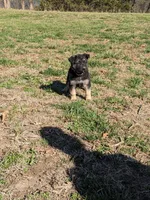 Violet/Purple, a female German Shepherd Dog for sale in Trenton, MO – Photo 3 of 9
