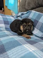 Zeus/Camo, a male German Shepherd Dog for sale in Trenton, MO – 3 of 4
