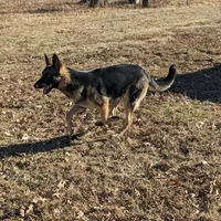 Bella/Female/pending, a female German Shepherd Dog for sale in Trenton, MO – Photo 4 of 4