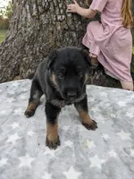 Petunia/red, a female German Shepherd Dog for sale in Trenton, MO – Photo 1 of 4