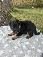 Petunia/red, a female German Shepherd Dog for sale in Trenton, MO – Photo 2 of 4