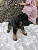 Petunia/red, a female German Shepherd Dog for sale in Trenton, MO – Photo 3 of 4