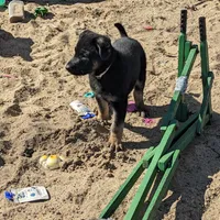 Bella/Female/pending, a female German Shepherd Dog for sale in Trenton, MO – Photo 1 of 4