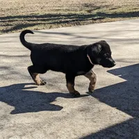 Bella/Female/pending, a female German Shepherd Dog for sale in Trenton, MO – Photo 3 of 4