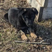 Bella/Female/pending, a female German Shepherd Dog for sale in Trenton, MO – Photo 2 of 4