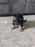 Luna/Purple, a female German Shepherd Dog for sale in Trenton, MO – 2 of 5