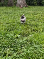 Buddy, a male Alaskan Klee Kai for sale in Trenton, MO – 4 of 4