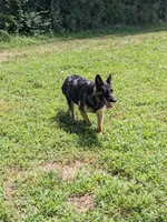 Echo/Lime Green, a male German Shepherd Dog for sale in Trenton, MO – 4 of 5