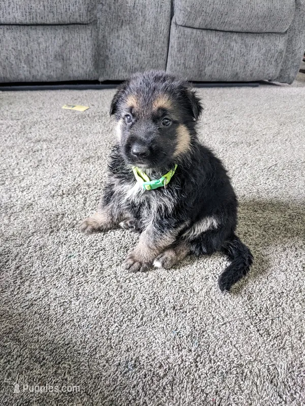 Maya/Lime Green – German Shepherd Dog puppy for sale in Trenton, MO