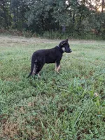 Luna/Purple, a female German Shepherd Dog for sale in Trenton, MO – 2 of 9
