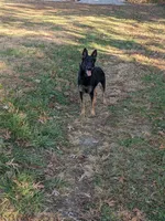 Athena/Lime Green, a female German Shepherd Dog for sale in Trenton, MO – 5 of 6