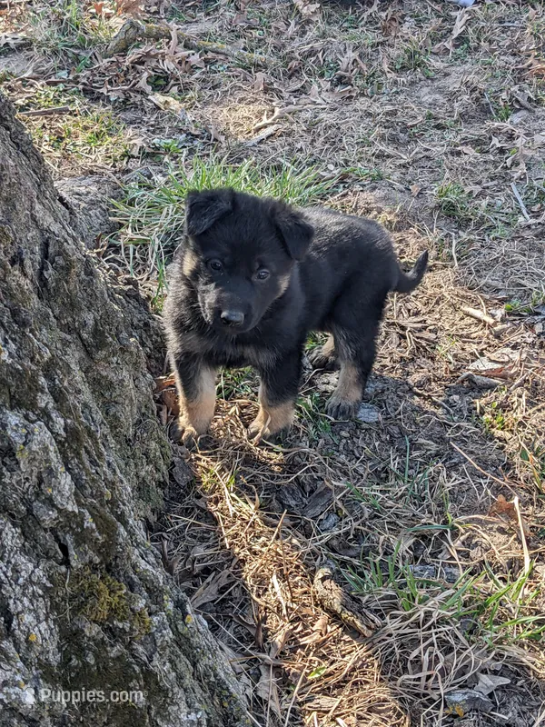 Aria/Yellow – German Shepherd Dog puppy for sale in Trenton, MO