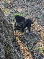 Aria/Yellow/pending, a female German Shepherd Dog for sale in Trenton, MO – Photo 4 of 8