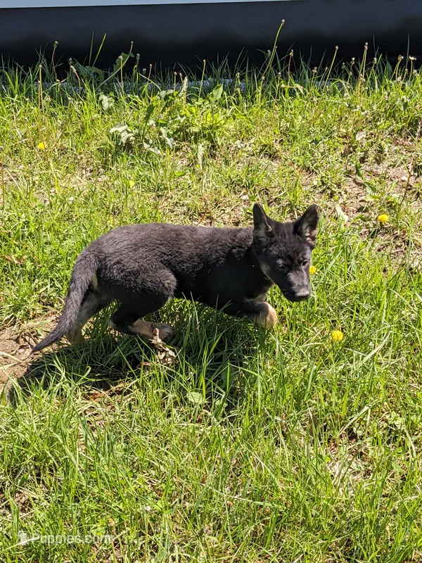 Aria/Yellow – German Shepherd Dog puppy for sale in Trenton, MO