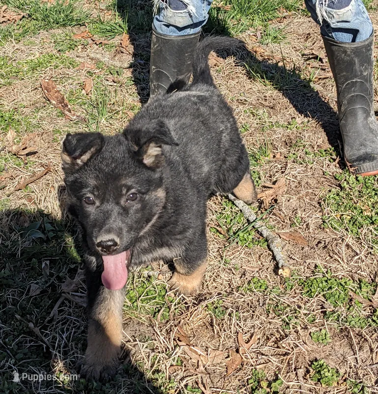 Aria/Yellow/pending – German Shepherd Dog puppy for sale in Trenton, MO