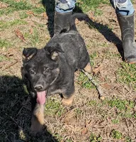 Aria/Yellow/pending, a female German Shepherd Dog for sale in Trenton, MO – Photo 1 of 8