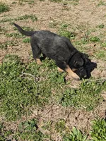 Aria/Yellow/pending, a female German Shepherd Dog for sale in Trenton, MO – Photo 3 of 8