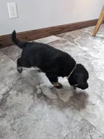 Aria/Yellow/pending, a female German Shepherd Dog for sale in Trenton, MO – Photo 6 of 8